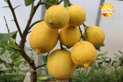 C. limon di Procida 3 - 